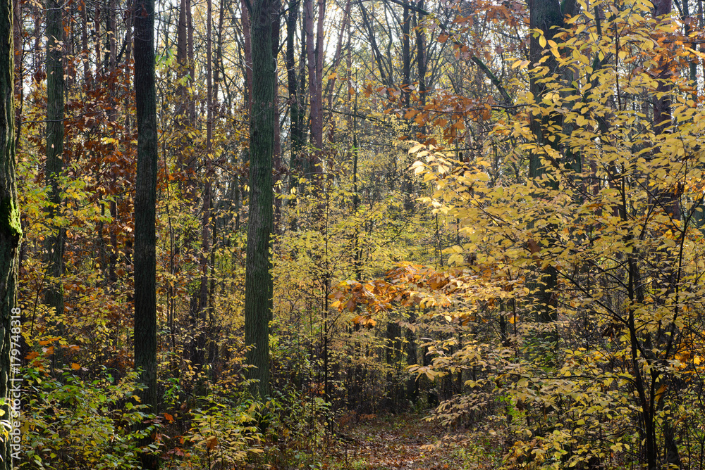 Fototapeta premium fall forest on sunny day
