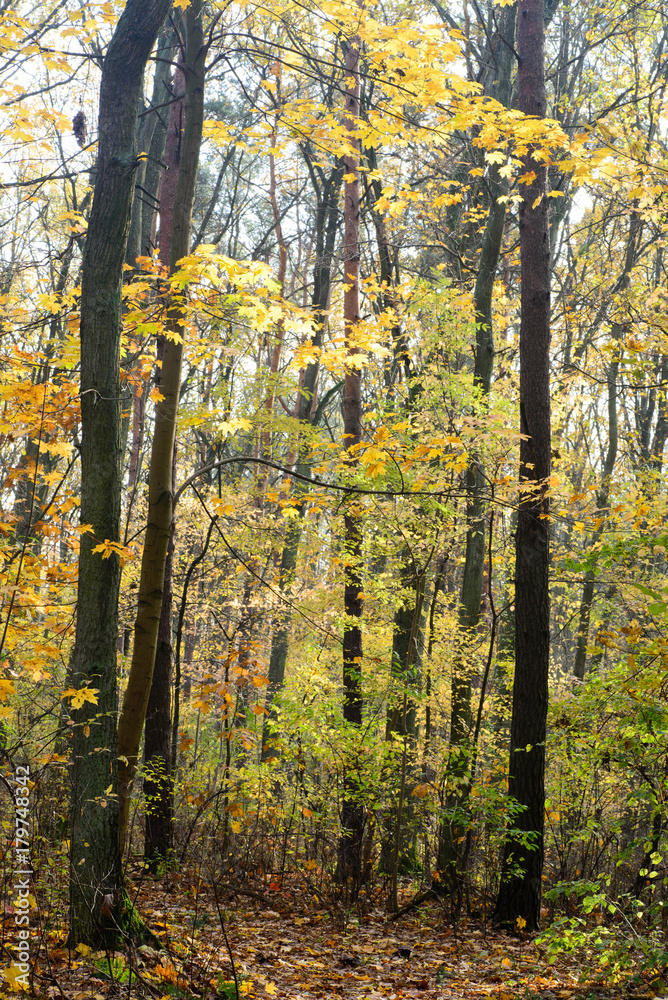 fall forest on sunny day