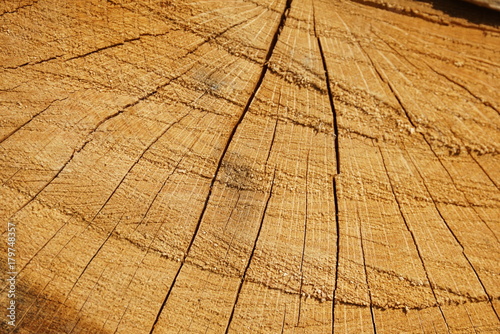 Cut tree cracked rings closeup in sunny day.