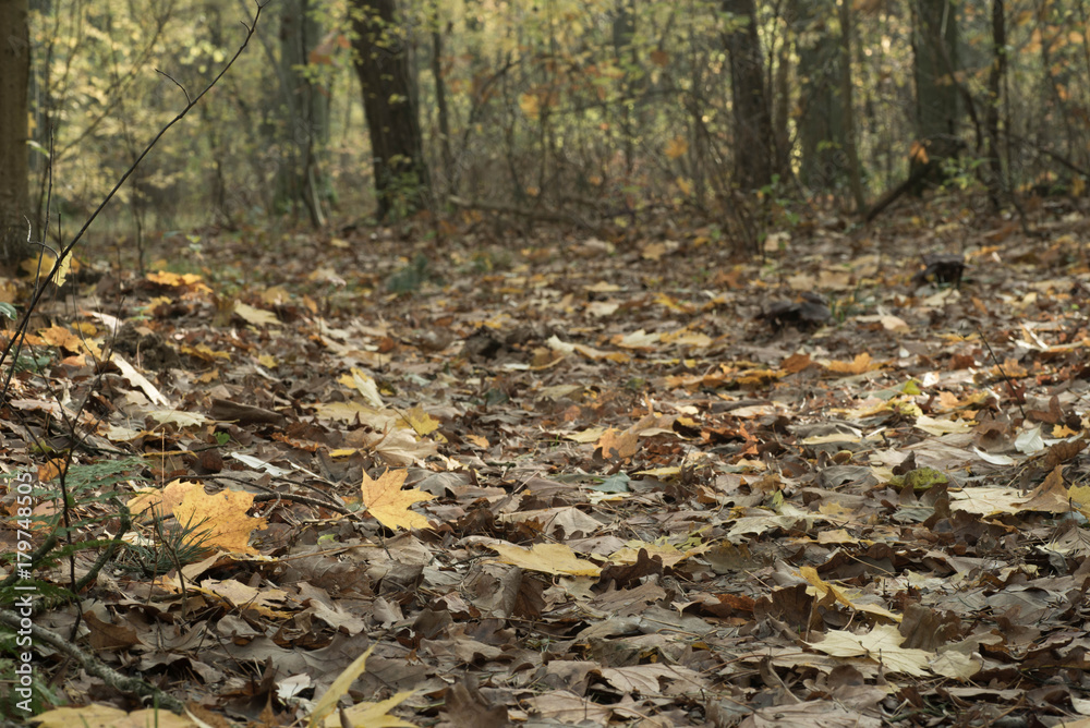 fall forest on sunny day fall forest on sunny day
