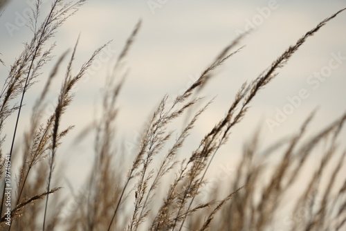 Background With Dry Yellow Grass
