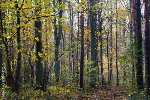 fall forest on sunny day