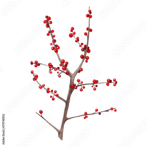 Watercolor twig with red berries.