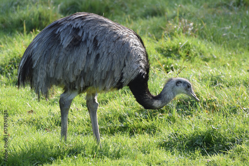 Greater Rhea photo