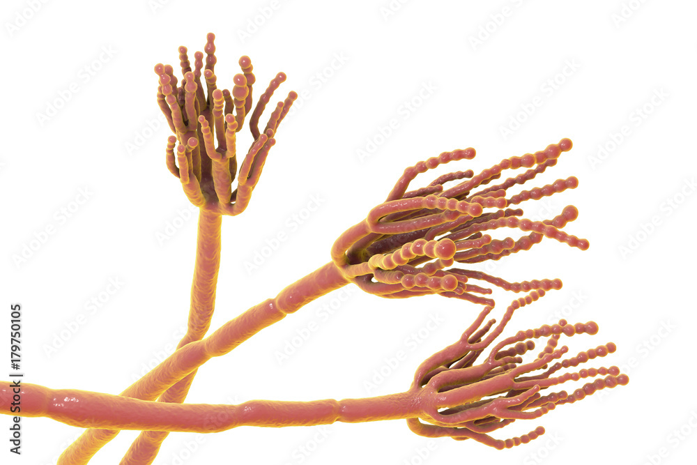 Φωτογραφία Fungi Penicillium which cause food spoilage and are used for production of the first antibiotic penicillin