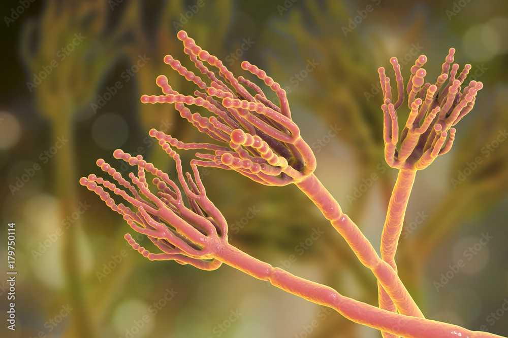 Fungi Penicillium which cause food spoilage and are used for production of  the first antibiotic penicillin. 3D illustration showing spores conidia and  conidiophore Stock Illustration | Adobe Stock