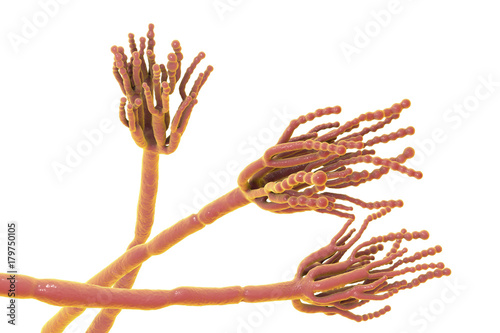 Fungi Penicillium which cause food spoilage and are used for production of the first antibiotic penicillin. 3D illustration showing spores conidia and conidiophore photo