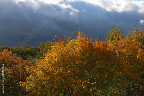 Autumn trees and clouds after rain