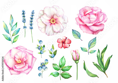 Watercolor hand drawn floral collection with leaves, blue berries and flowers isolated on white background.