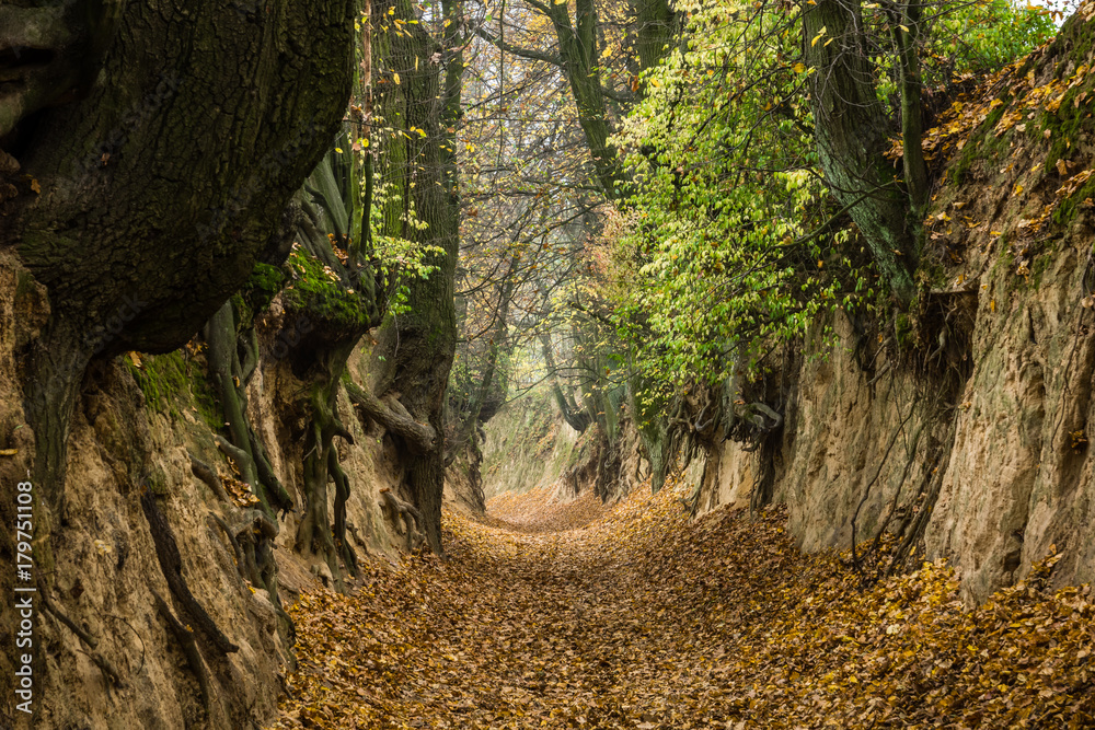 Root gorge near Kazimierz Dolny, Poland
