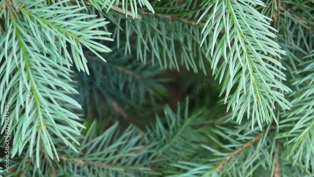 Young green fir tree branch moving in the light wind breeze. Closeup. Natural decorative frame. Footage shooting static camera. Young green fir tree branch moving in the light wind breeze. Closeup. Natural decorative frame. Footage shooting static camera.