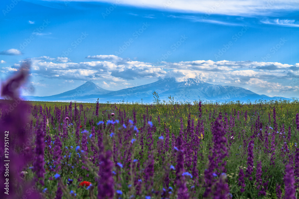 Lavender field and another flower field on the background of Mount Ararat