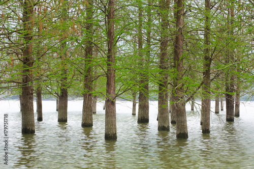 flooded trees landscape at springtime. smooth water. photo