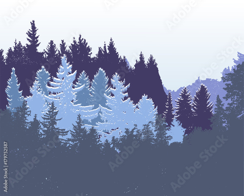Winter panoramic forest landscape with silhouettes of conifers covered with snow. Blue, white and green wild landscape with spruces