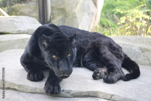 Photo jaguar