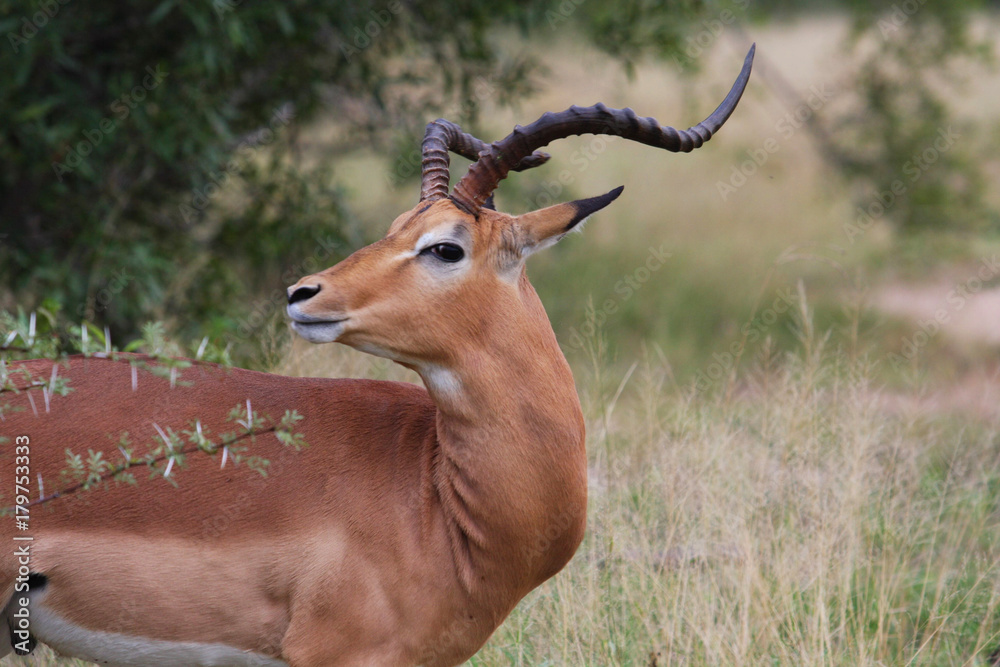 Naklejka premium Portrait of an impala in the Kruger National Park, South Africa
