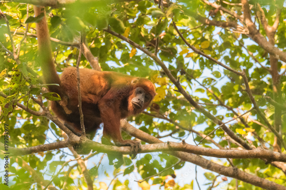 Obraz premium Howler Monkey in Tree