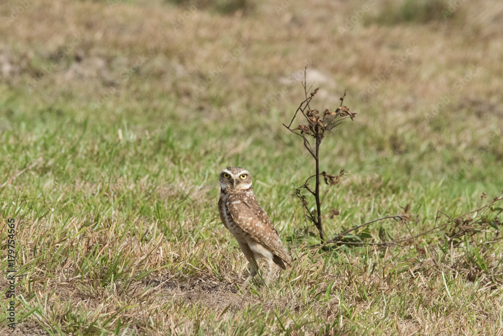 Burrowing Owl Burrowing Owl
