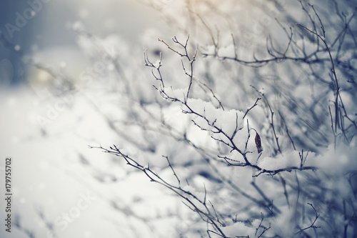 Branches of bushes in snow in the winter in cloudy weather. © Azaliya (Elya Vatel)