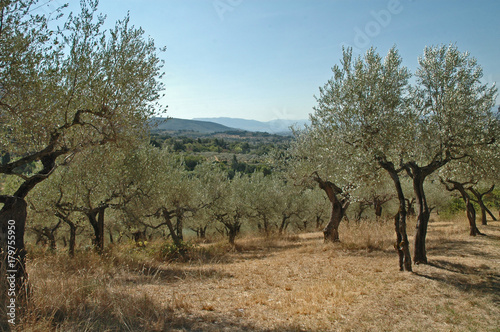 Campagna e colline di Assisi - Umbria