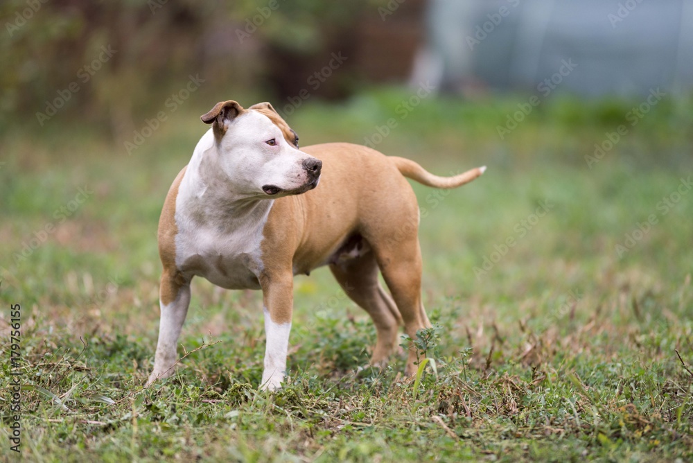 american staffordshire terrier dog american staffordshire terrier dog