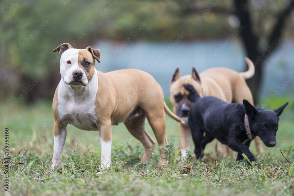 american staffordshire terrier dog american staffordshire terrier dog