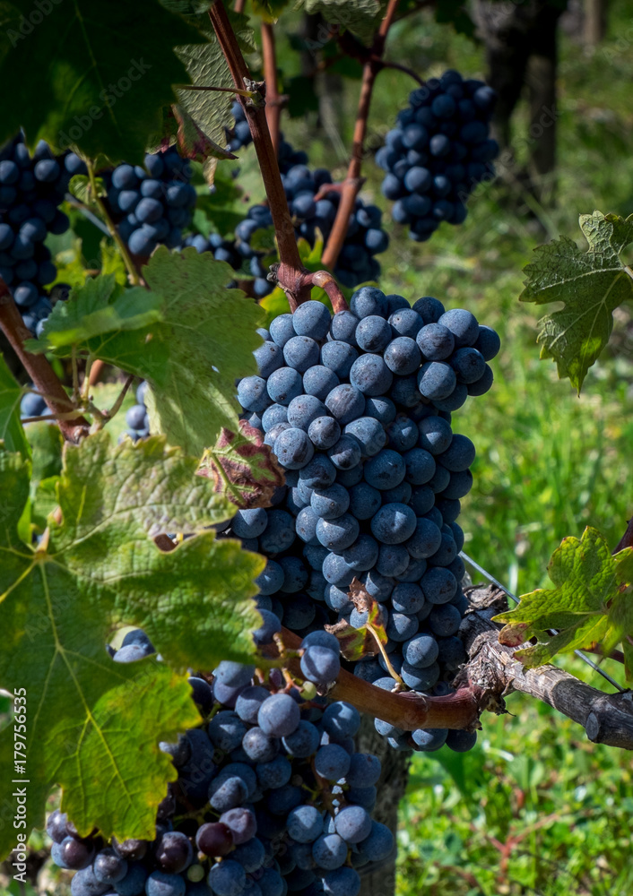 Cabernet Sauvignon grapes in a vineyard in Bordeaux
