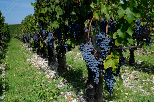 Cabernet Sauvignon grapes in a vineyard in Bordeaux