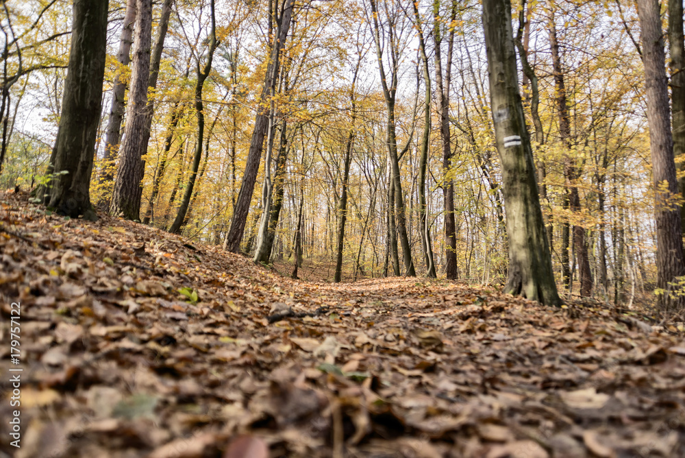 Obraz premium Path through the autumn forest