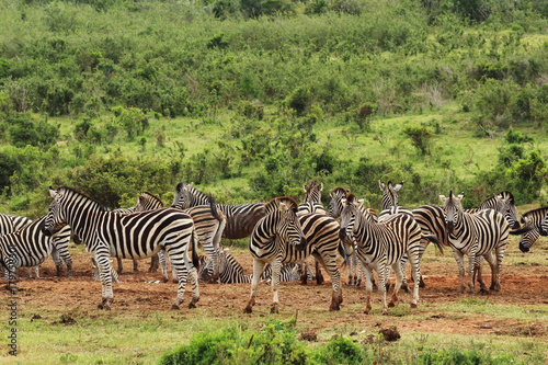 A dazzle of zebras near a waterhole in the Addo Elephant National Park near Port Elizabeth  South Africa. 