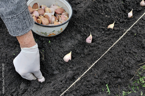 farmer's hands planting garlic
