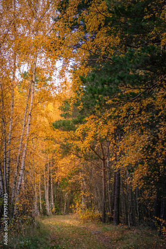 Fall colours in forrest © Kilman Foto