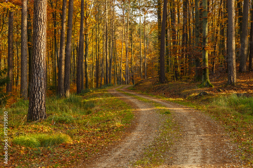 Forest paths in autumn colors in the Tricity Landscape Park  Gdansk  Poland