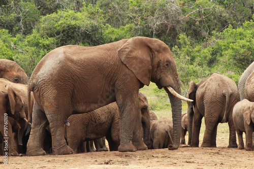 African elephants in the Addo Elephant National Park near Port Elizabeth  South Africa.