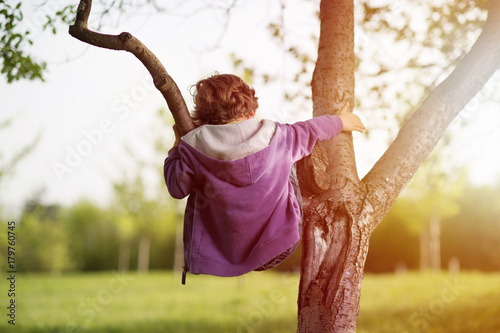 Little blonde hair boy in orchard climbing tree. Sunshine in background. Shallow depth of field.