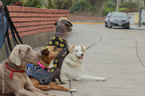 Fototapeta Naklejka Na Ścianę i Meble -  paseador de perros descansando junto a las mascotas