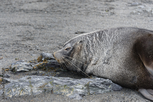 fur seal © Alexey Seafarer