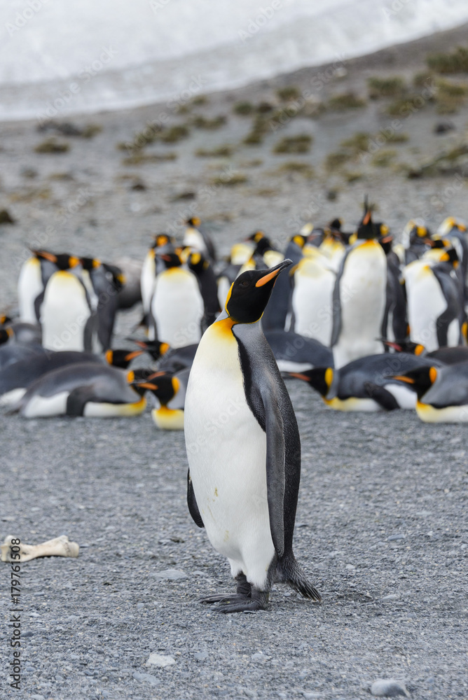 Obraz premium king penguins on South Georgia island