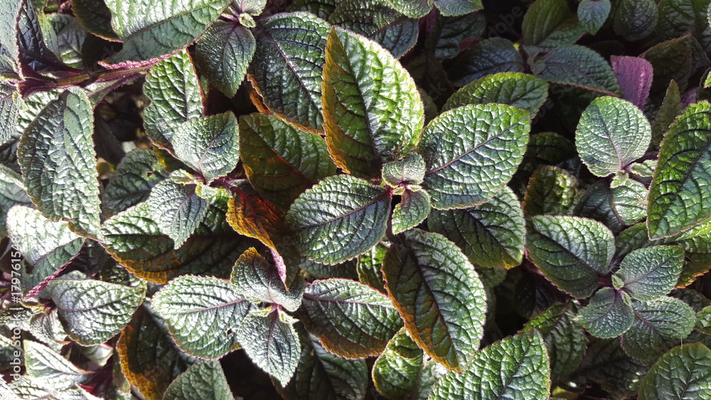 Obraz premium Green plant