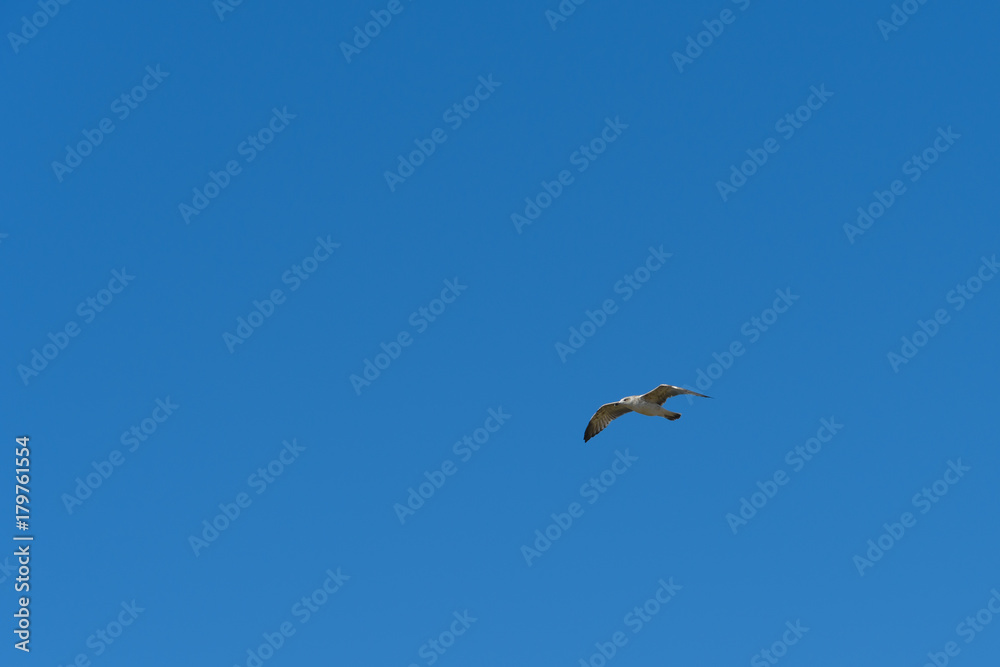 caspian gull in flight in the clear blue sky Larus cachinnans