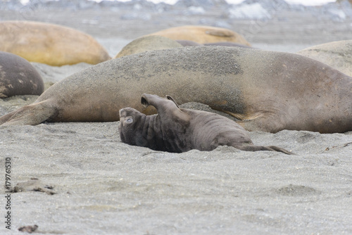 Sea elephant pet on South Georgia