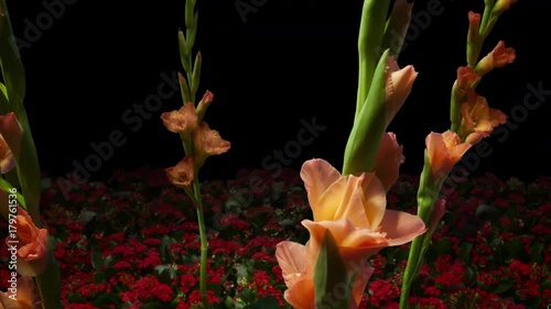 Tilt up timelapse, flowers bloom