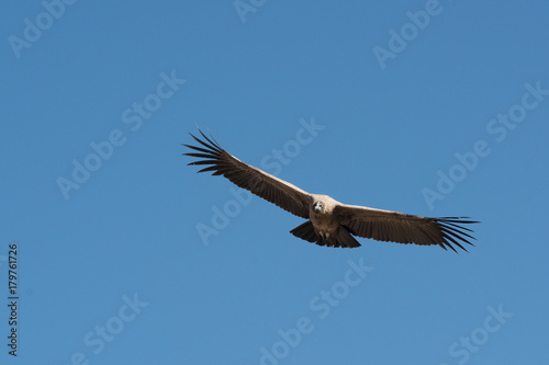 Andean Condor in Flight