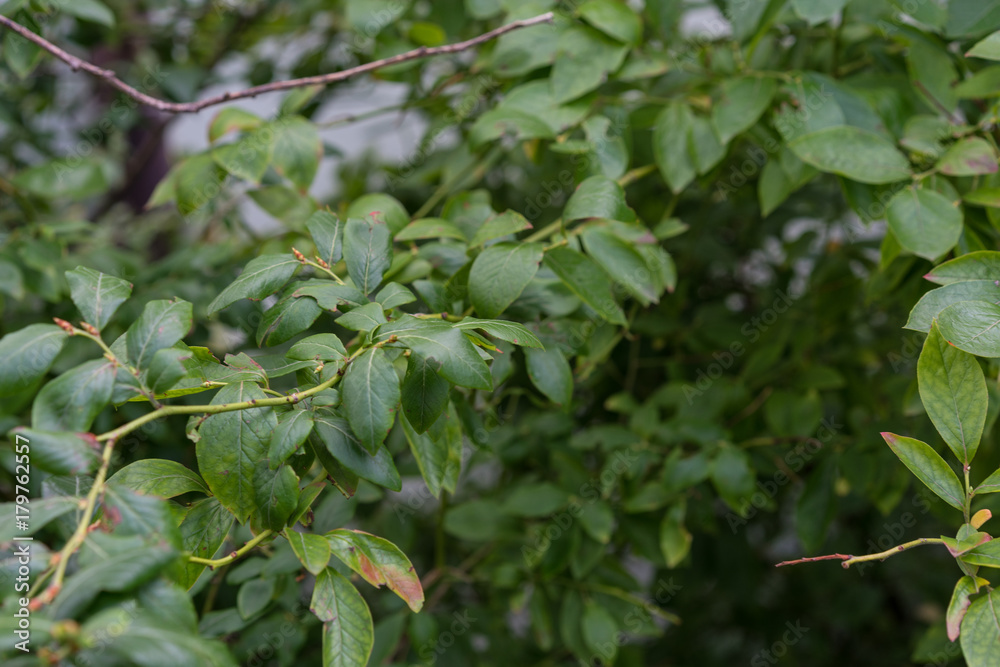 leaf from blueberry plant vaccinium corymbosum from north america usa leaf from blueberry plant vaccinium corymbosum from north america usa