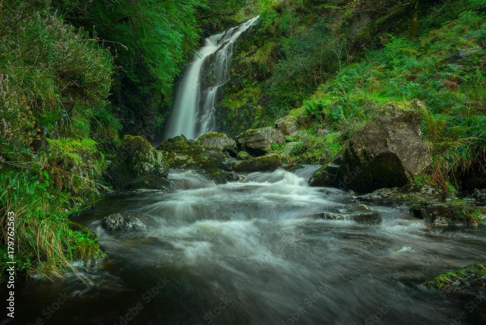 Grey Mares Tail