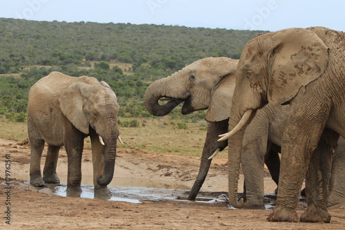 African elephants in the Addo Elephant National Park near Port Elizabeth, South Africa.