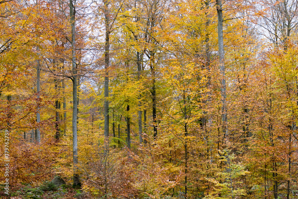 Yellow trees in november Yellow trees in november