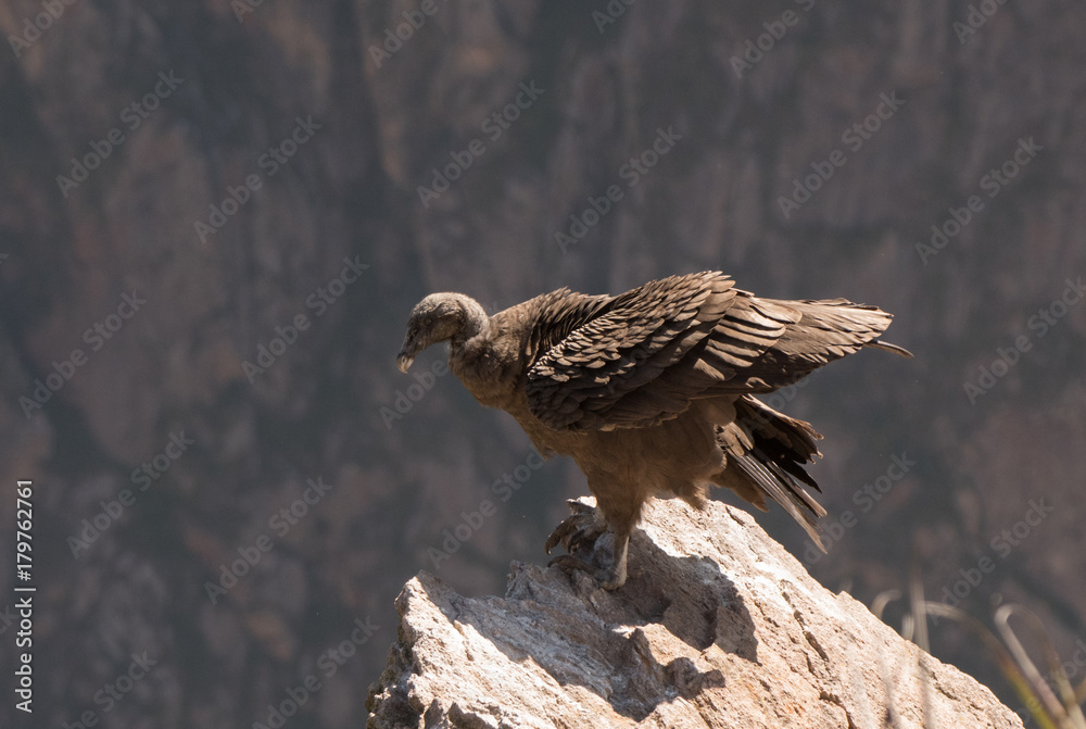 Fototapeta premium Andean Condor in Flight