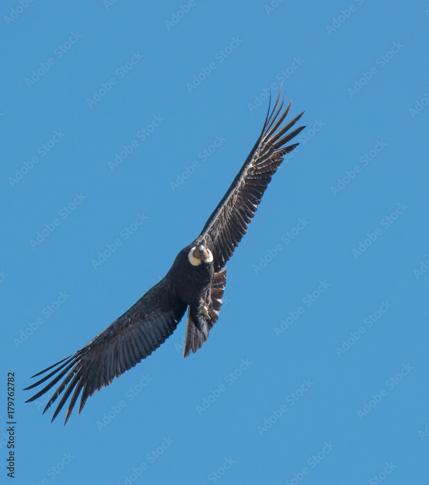 Andean Condor in Flight Andean Condor in Flight