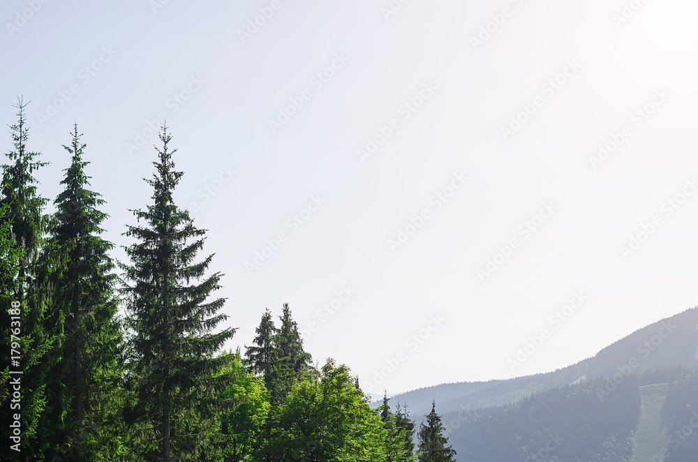 Fototapeta premium A beautiful mountain landscape: the spruce tops and the blue sky, a copy of the space.